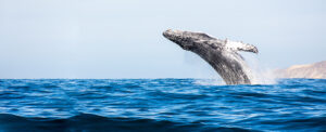 Gray Whale breeching