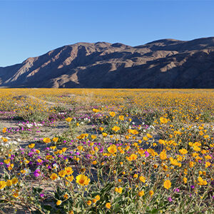 open field with wildflowers and mountain range
