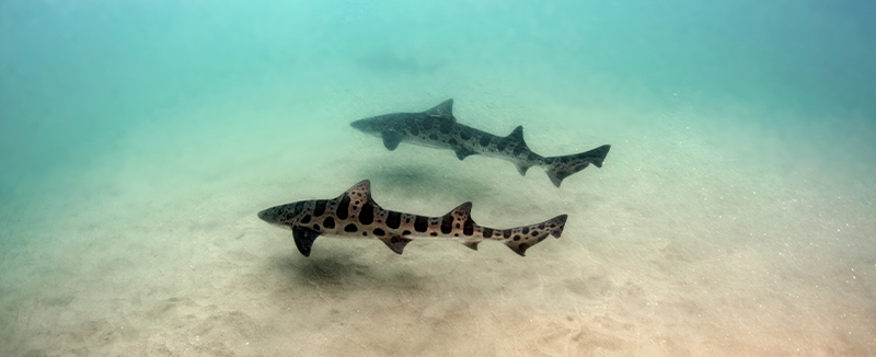 leopard sharks in La Jolla