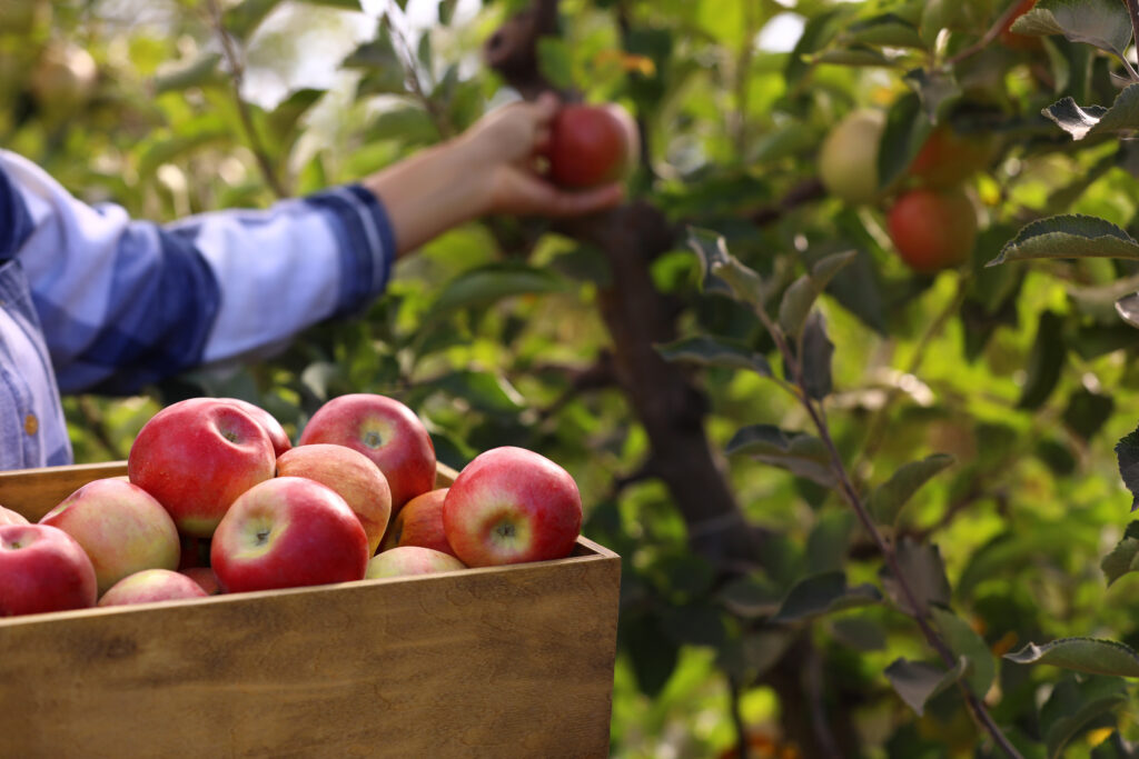 hand picking apples