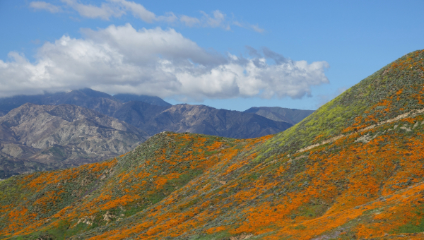 Spring in Ramona