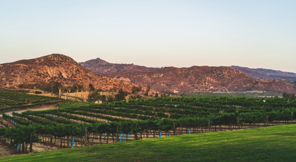 vineyard with mountains in the back