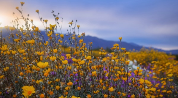 Anza Borrego flowers