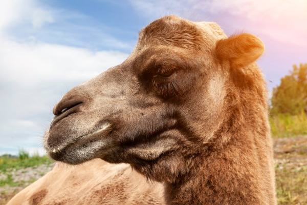 camel