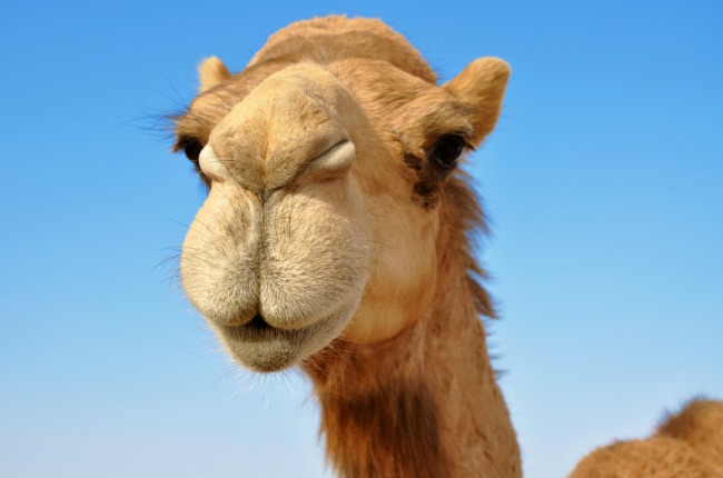 camel