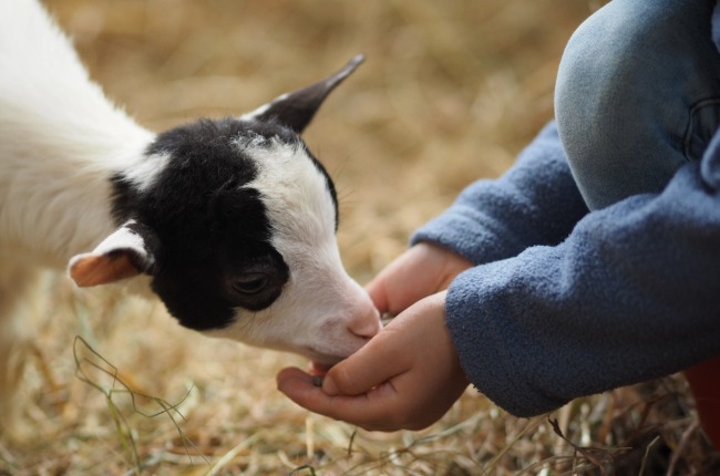 feeding goats