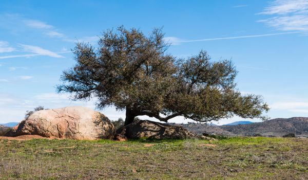Ramona Grasslands Preserve